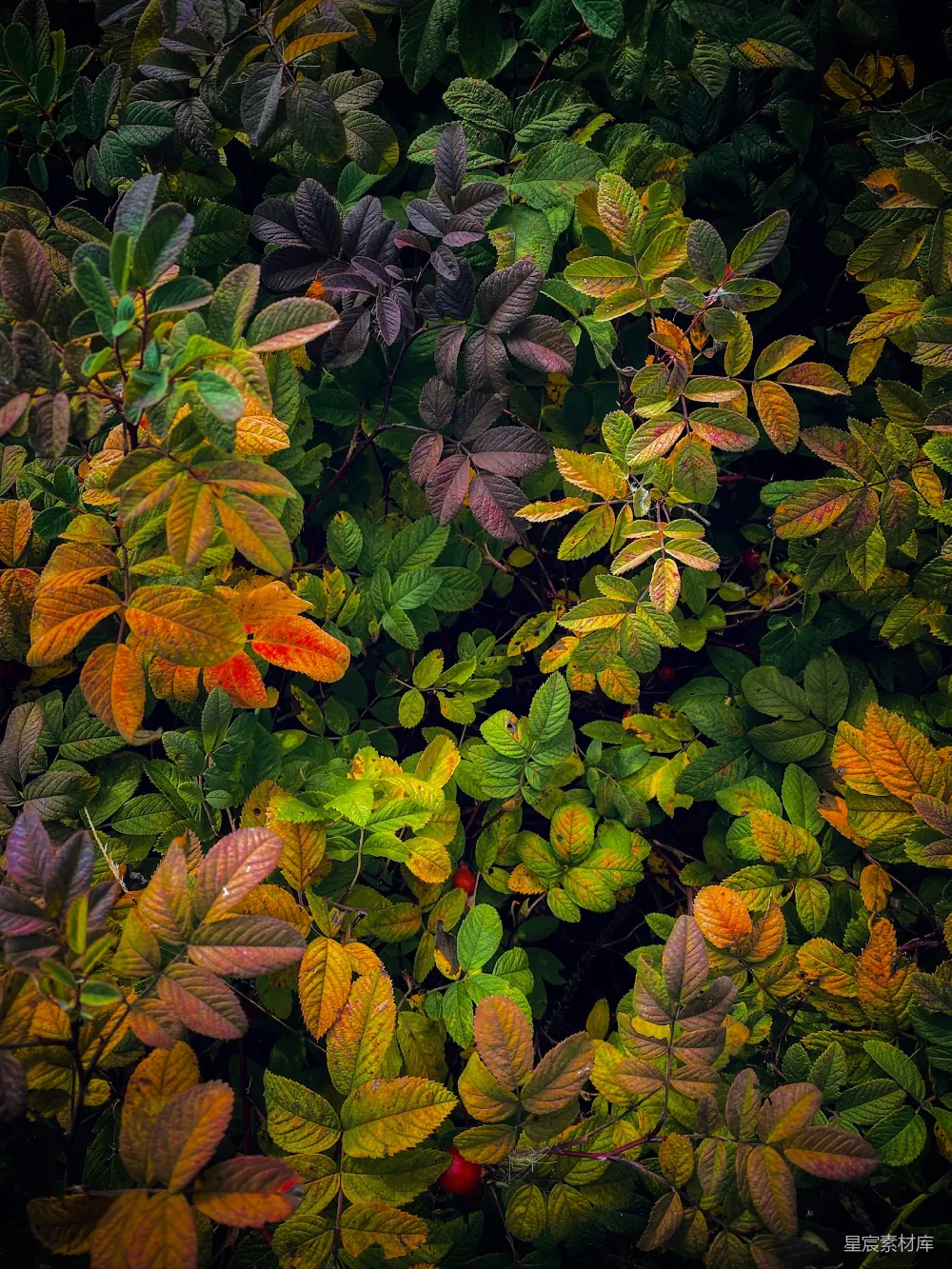 高清摄影 自然 壁纸 一簇色彩缤纷的花朵
