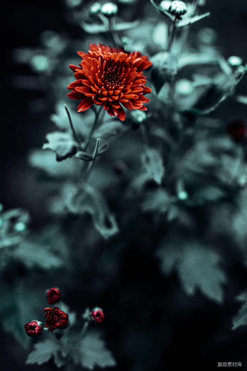 高清摄影  选择性色彩摄影中的红簇花