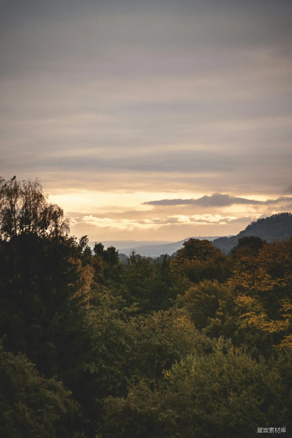 高清摄影  夕阳西下时山上的绿树