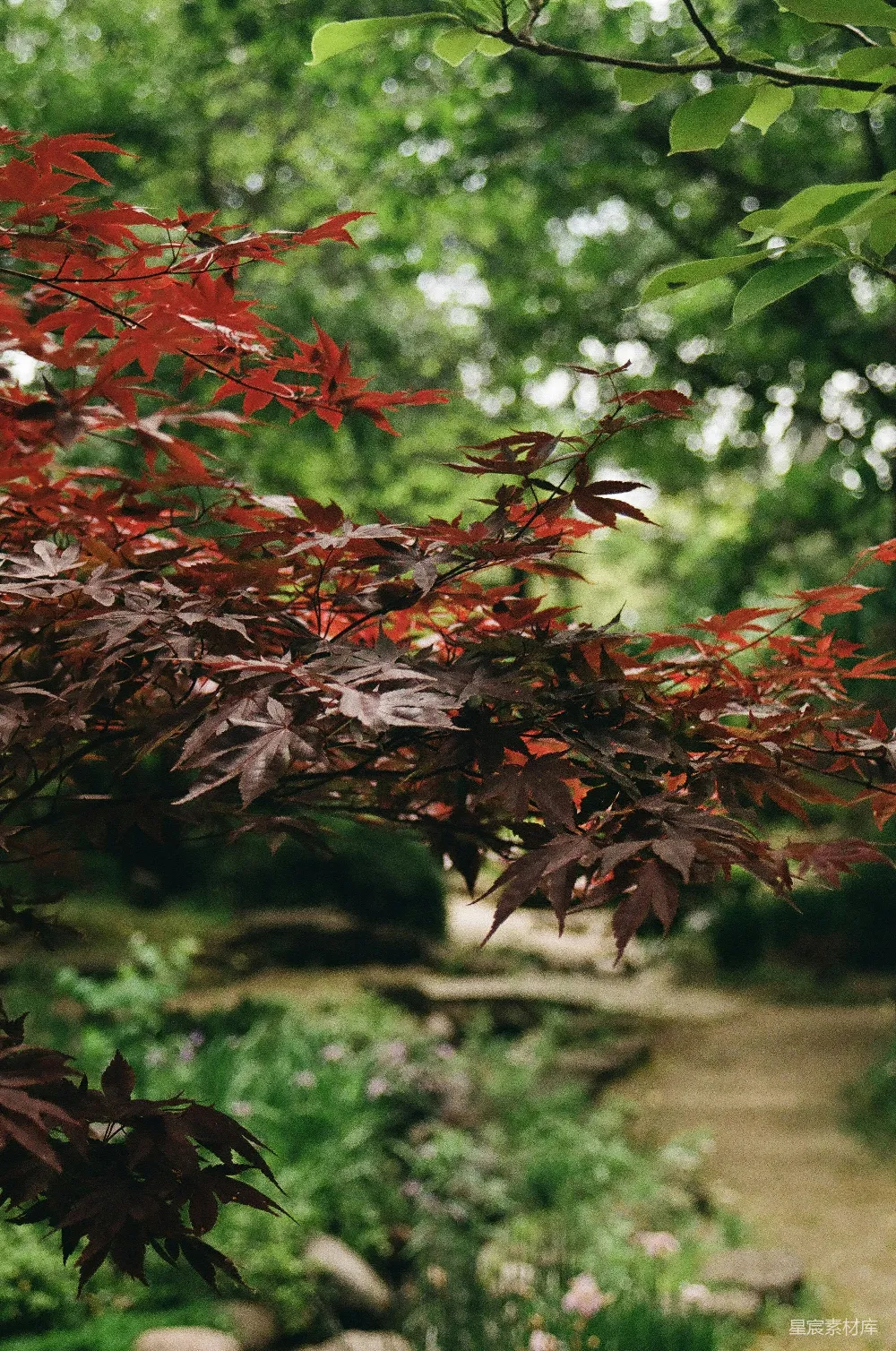 高清摄影  鲜艳的红枫树枝垂挂在宁静的花园小径之上。