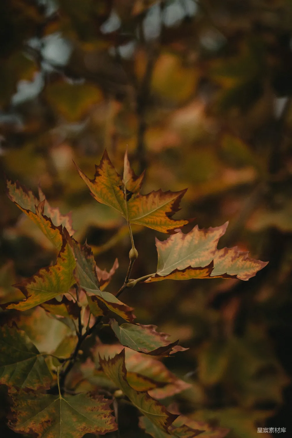 高清摄影  白天的绿叶植物