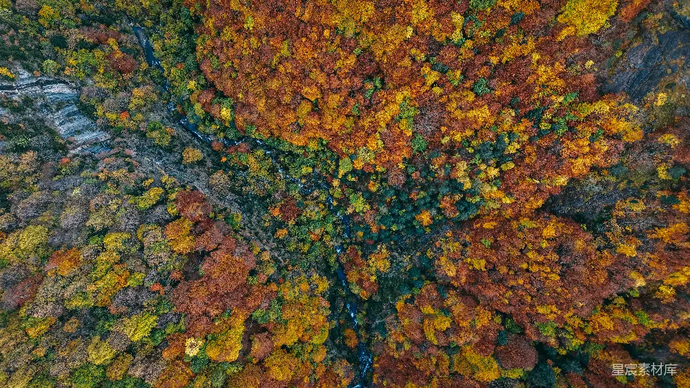 高清摄影  俯瞰秋天树叶的森林景象