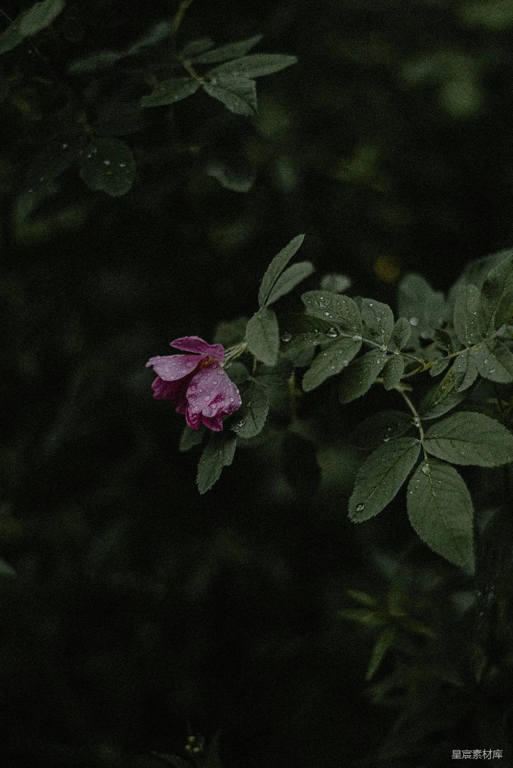 高清摄影  一朵粉色的花，背景是绿色的叶子。