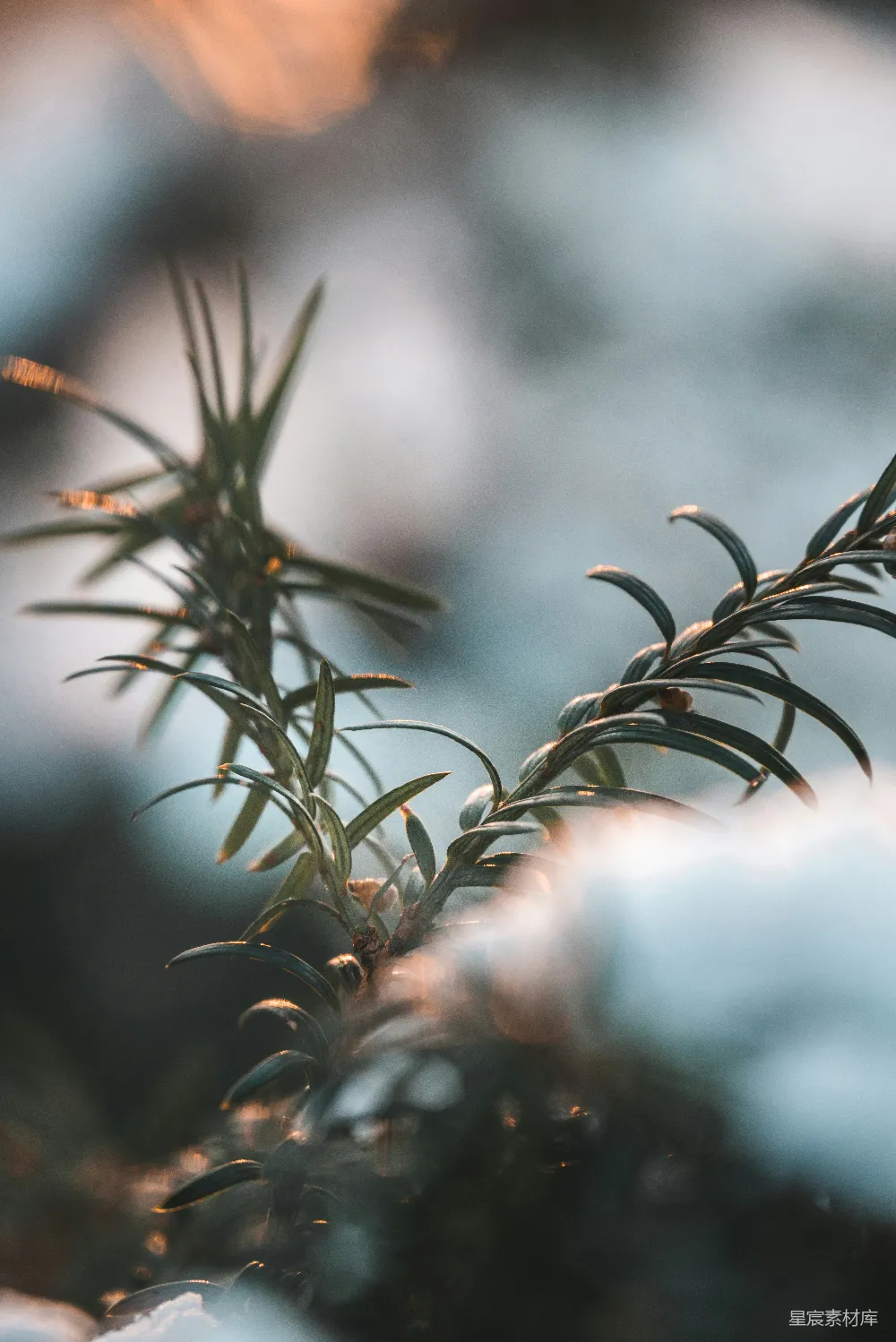 高清摄影  一株植物的特写，地上覆盖着雪。