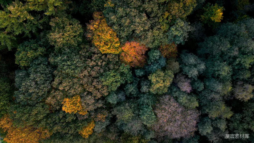 高清摄影  一幅森林的航拍图，展现了色彩斑斓的秋树。