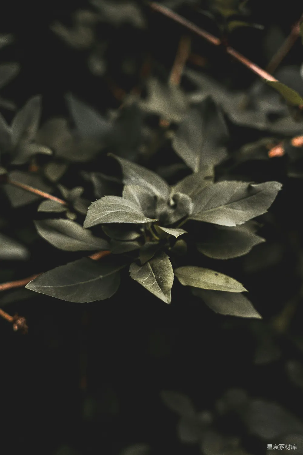 高清摄影  一张植物的特写照片，可以看到叶子。