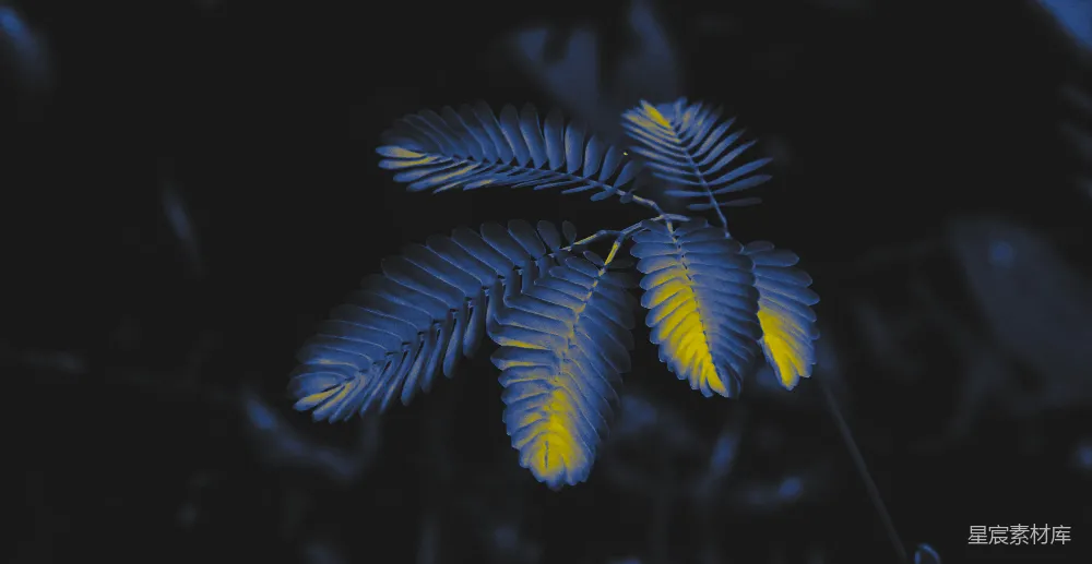 高清摄影  绿色和黄色的叶子植物