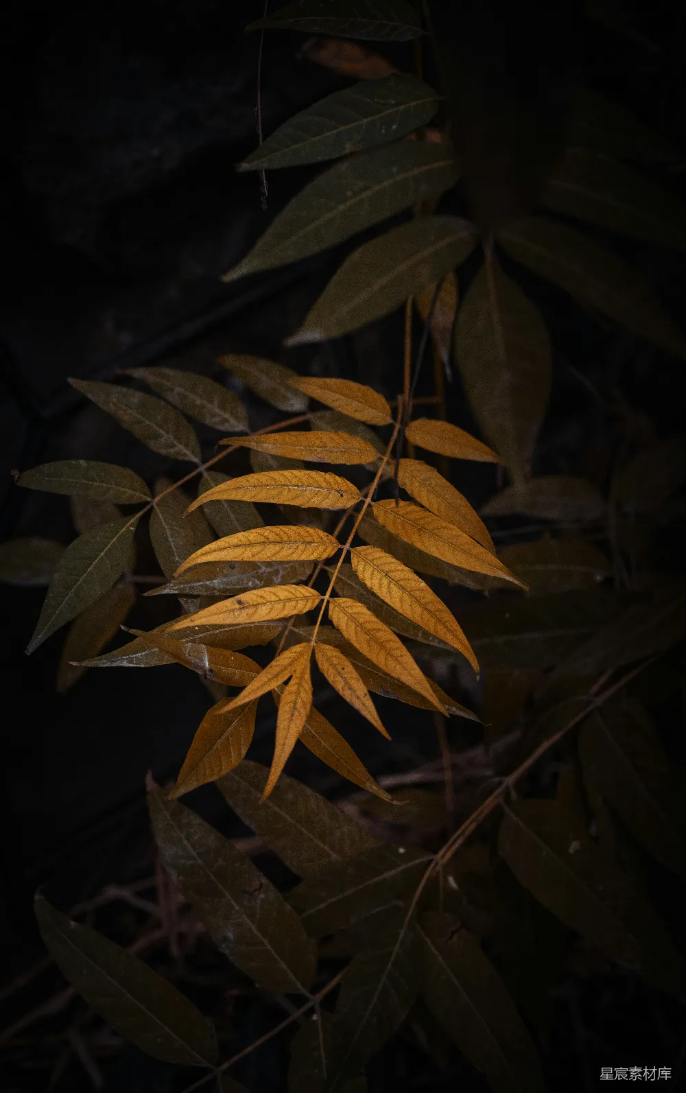 高清摄影 自然 壁纸 在特写摄影中，棕色和绿色的叶子。
