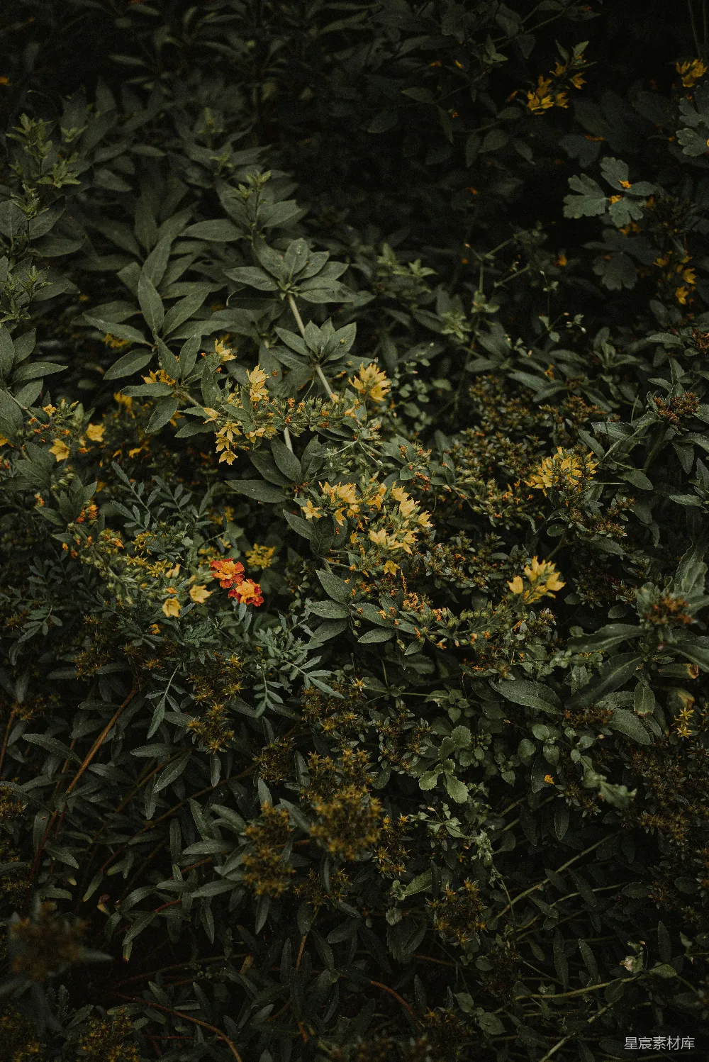 高清摄影  一丛花