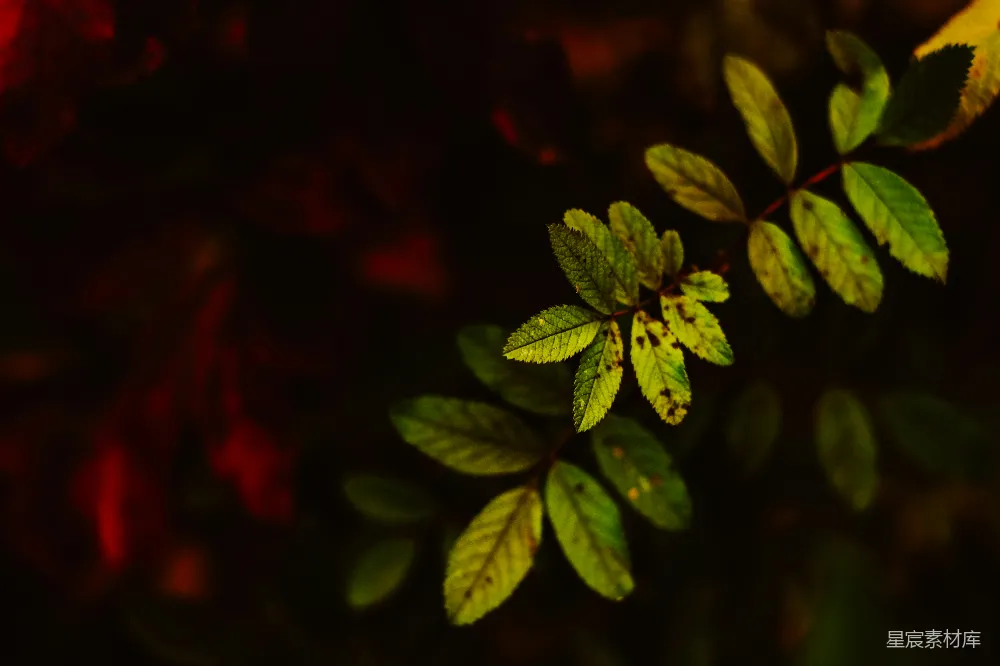 高清摄影 自然 一张绿叶植物的特写照片
