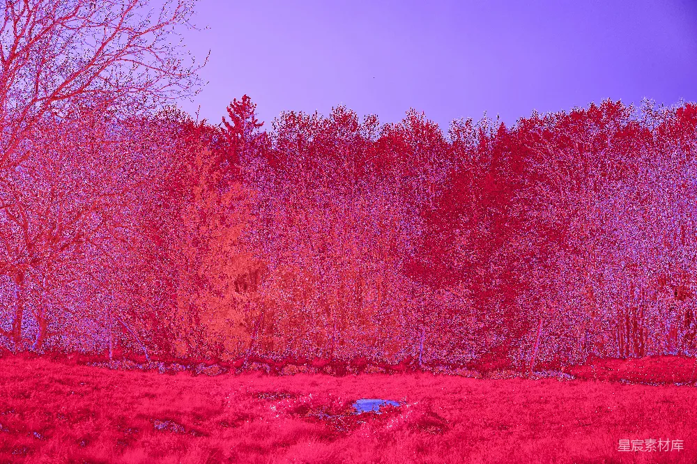 高清摄影 实验性 梦幻森林场景，充满鲜艳的粉红色和紫色色调