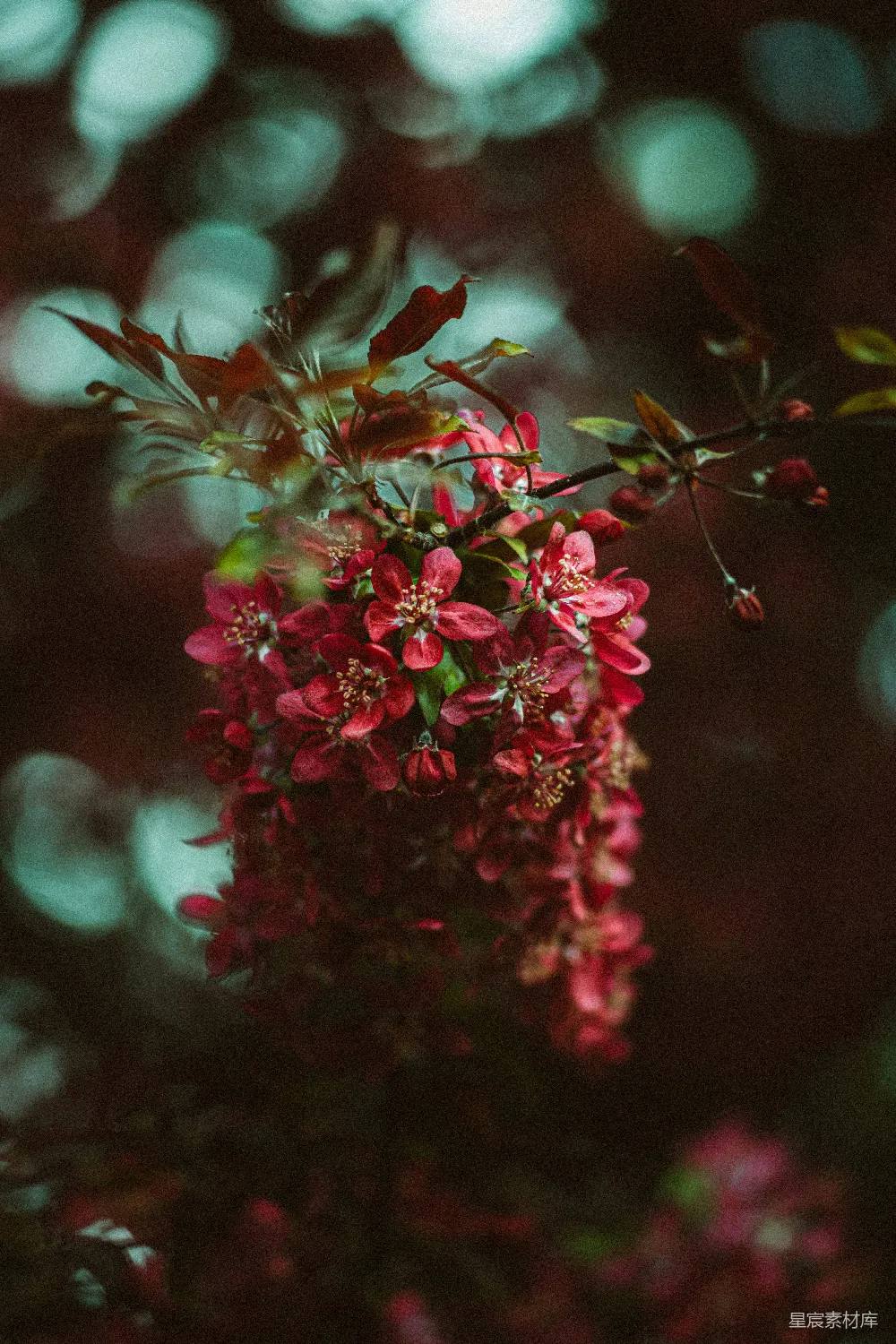 高清摄影 自然 一簇红色的花在枝头。