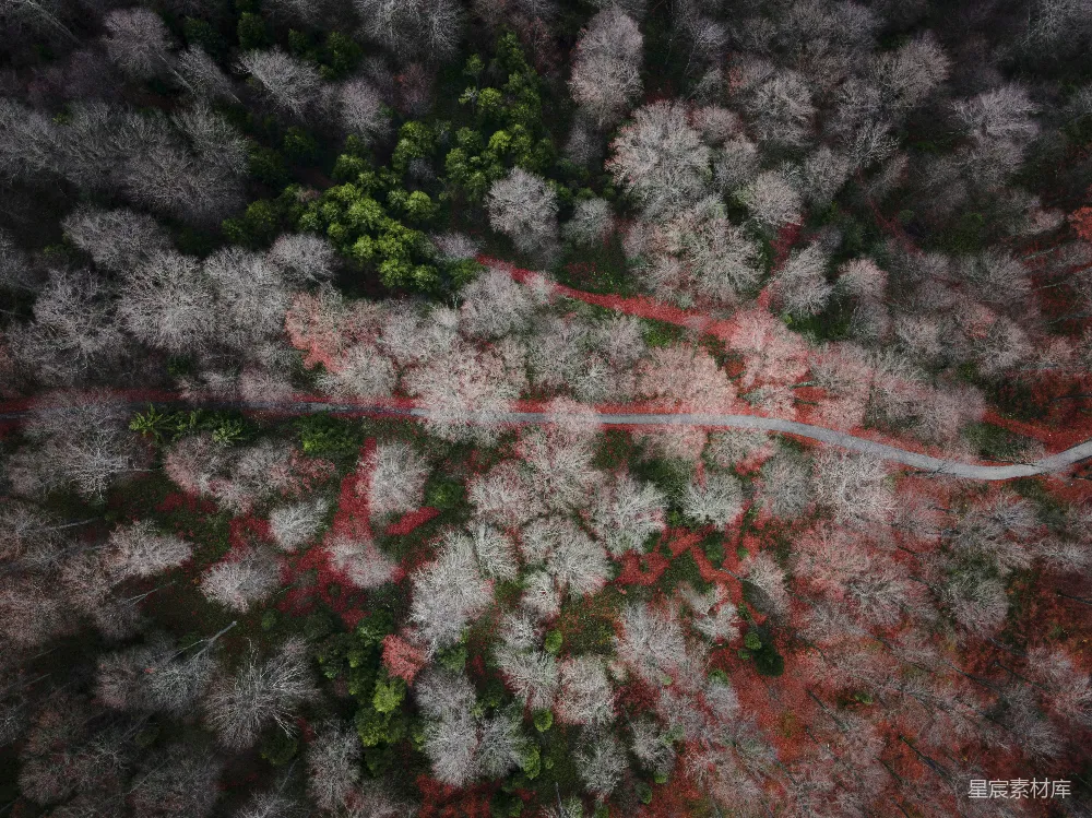 高清摄影  一条被树木环绕的道路的俯瞰图