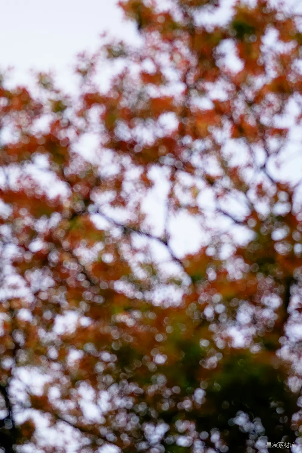 高清摄影 壁纸 春天 实验性 自然 秋天的落叶在苍白的天空下显得模糊不清。