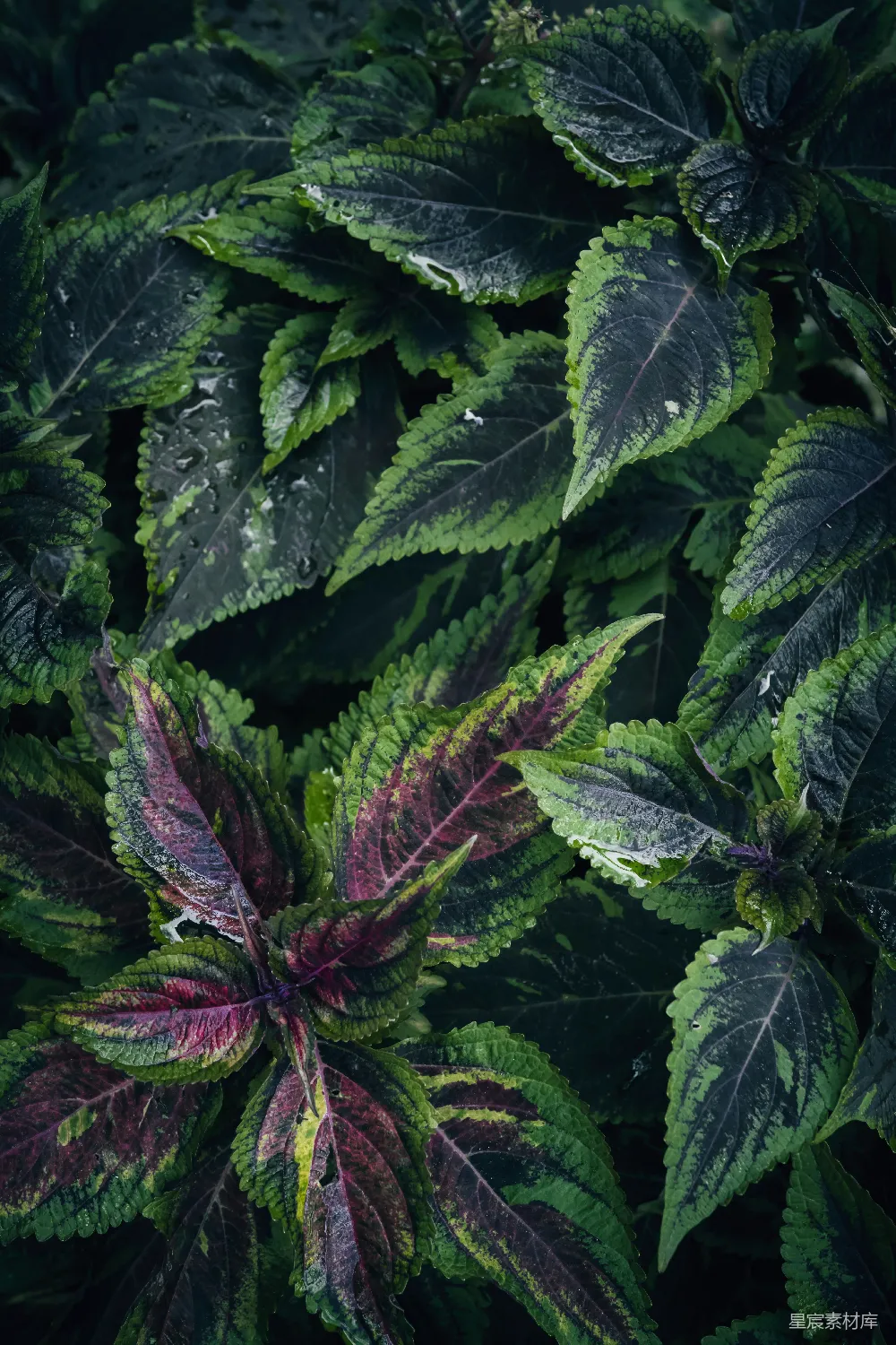 高清摄影  一株植物的特写，绿叶茂盛。