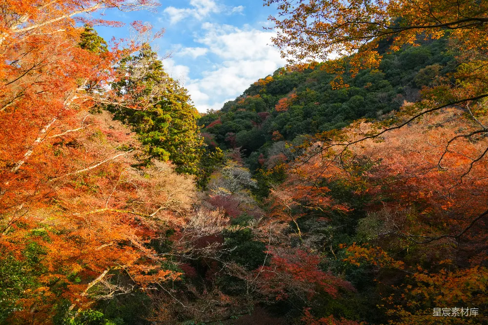 高清摄影 旅行 自然 蓝天下的森林山坡上覆盖着秋叶。