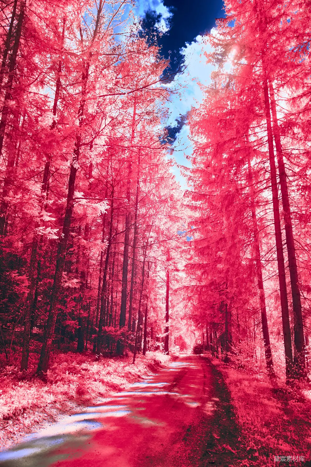 高清摄影 实验性 一条梦幻般的森林小径，两旁是粉红色的树木和蓝色的天空。