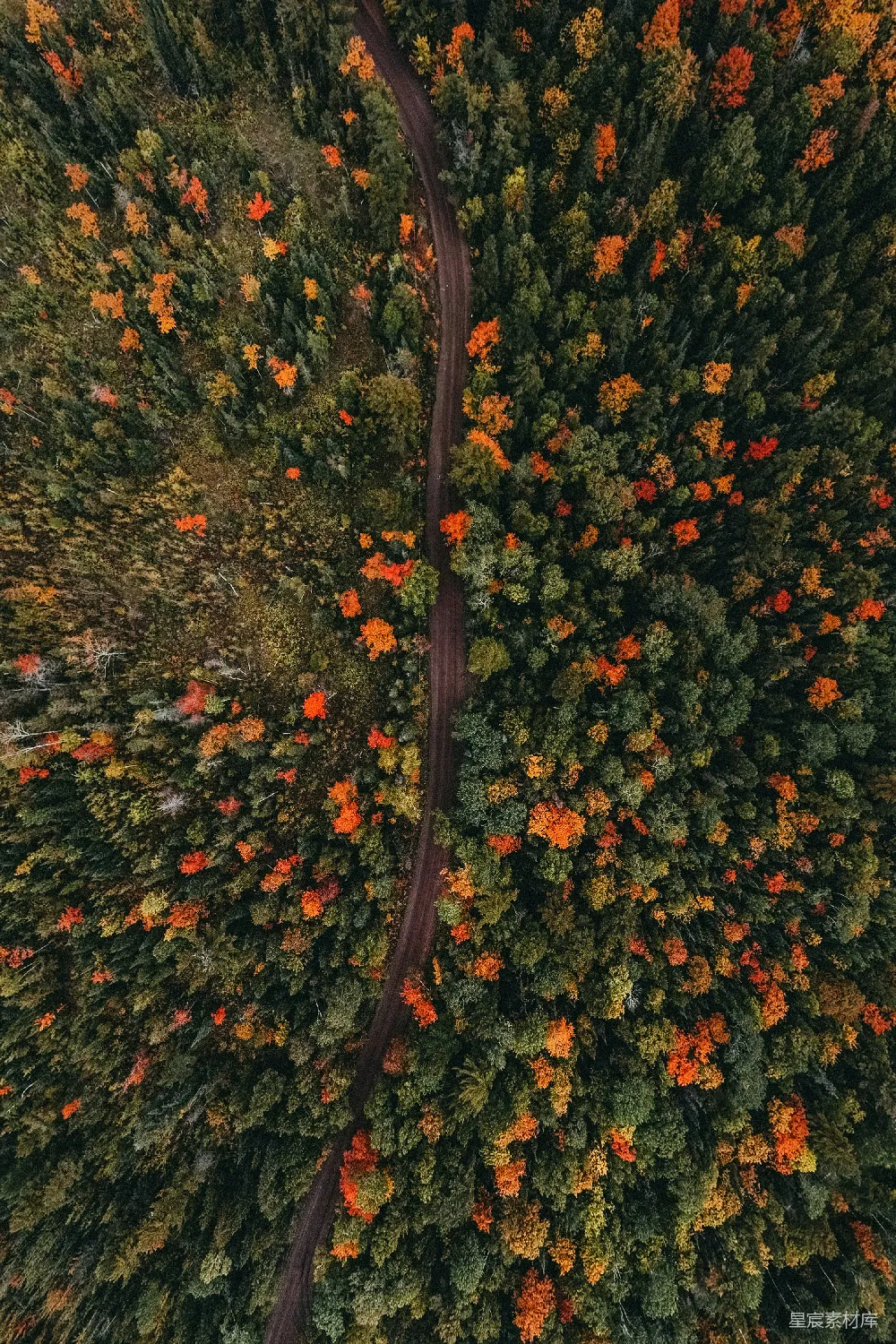 高清摄影 自然 壁纸 一条道路被树木环绕的空中俯瞰图