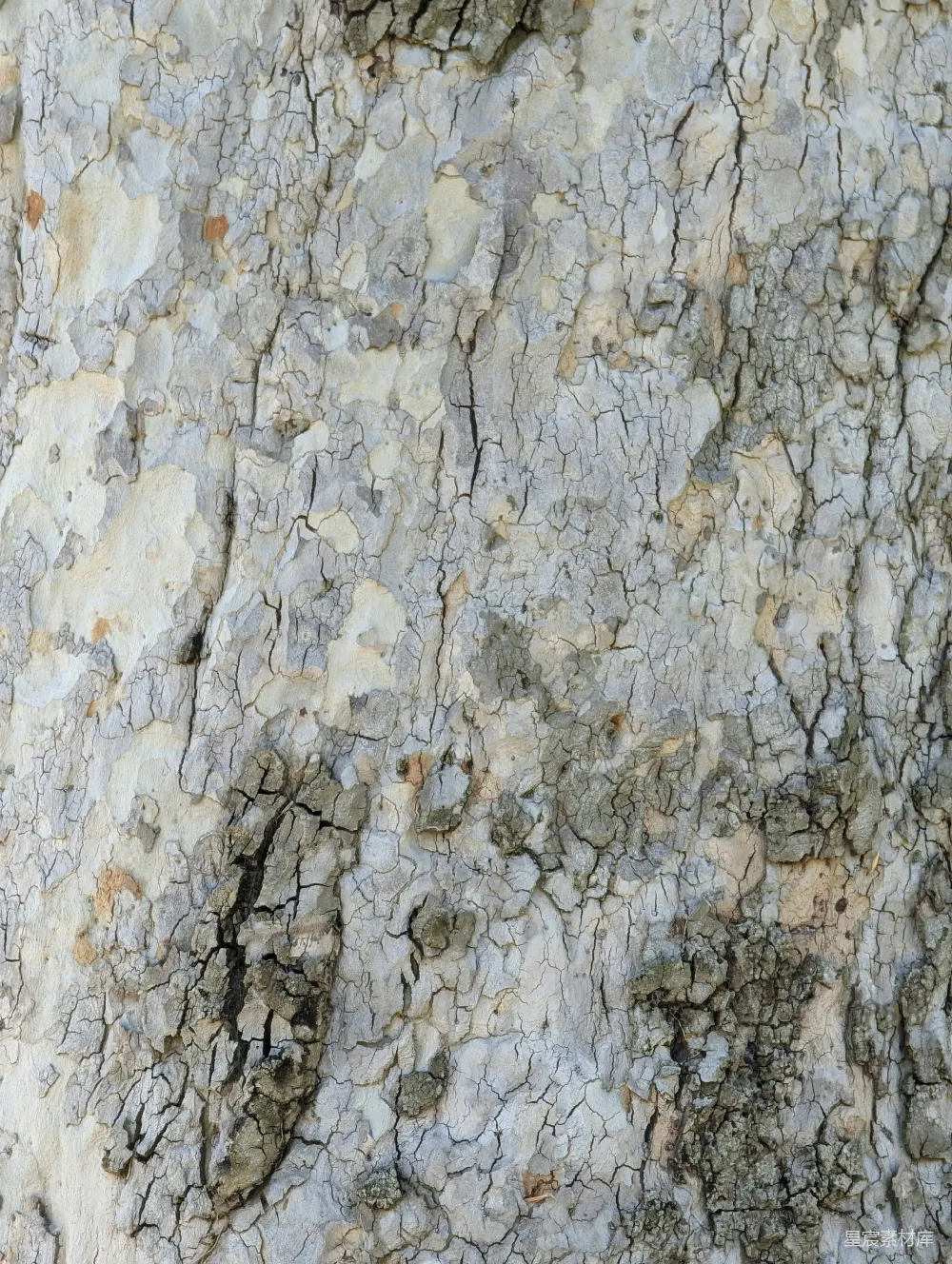 高清摄影  树皮的特写