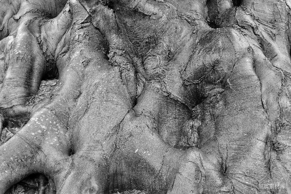 高清摄影  黑白相间的扭曲树根特写