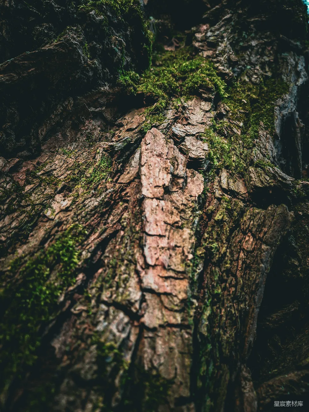 高清摄影  树皮上长着苔藓。