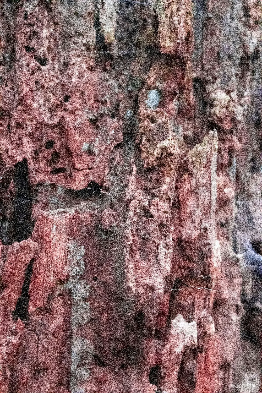 高清摄影 自然 一只鸟停在树皮上。