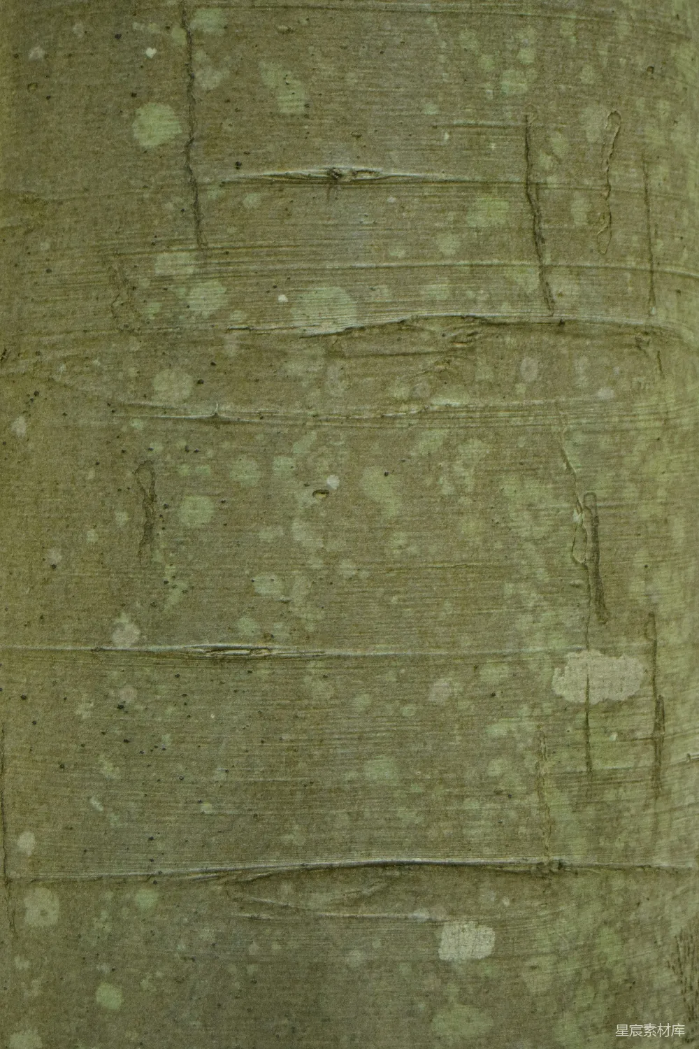 高清摄影  树皮纹理特写，带有绿色和白色的斑点