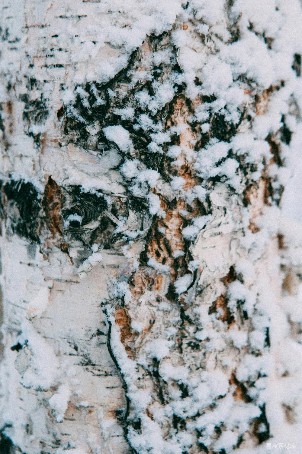 高清摄影  白桦树皮上覆盖着新鲜的积雪