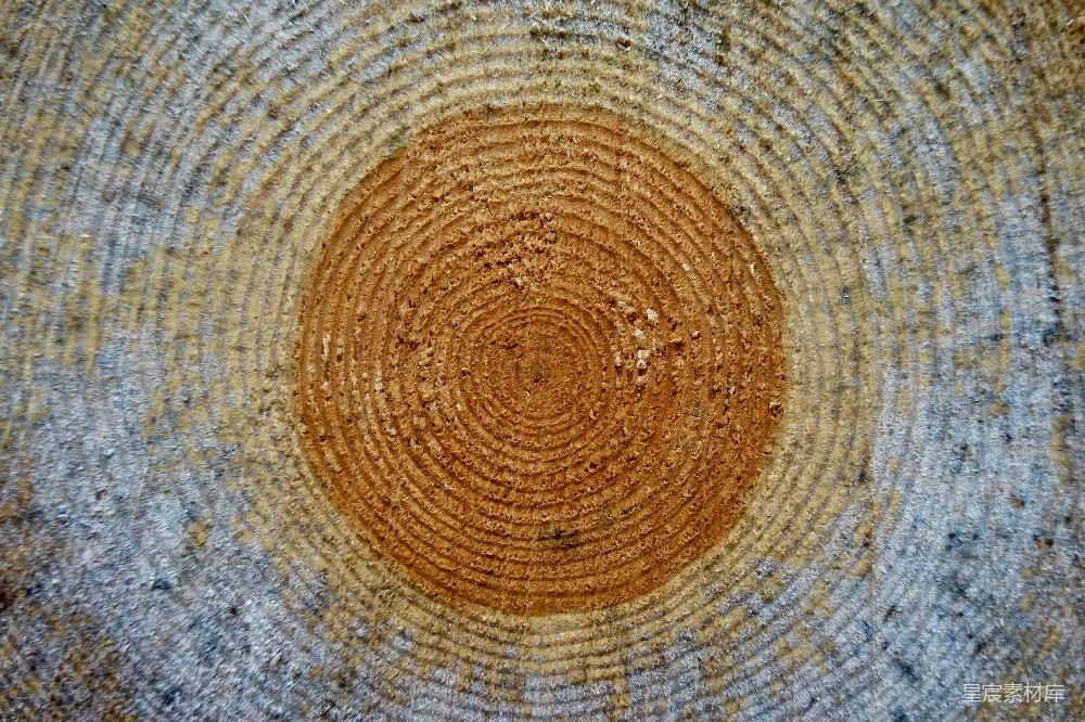高清摄影  树桩上的同心年轮特写