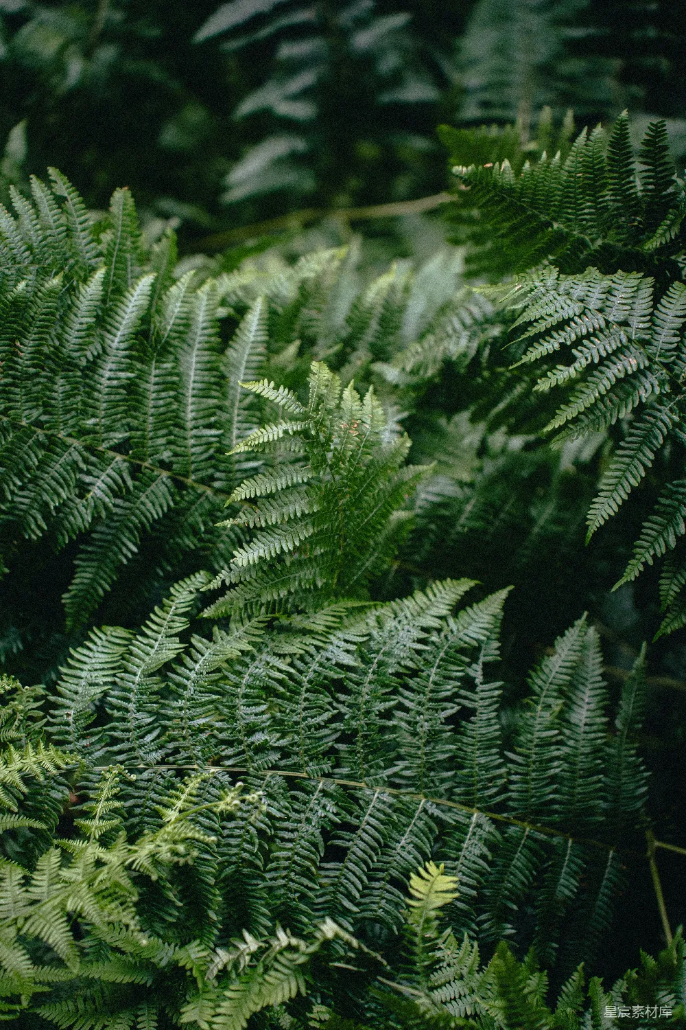 高清摄影  一簇绿植的特写