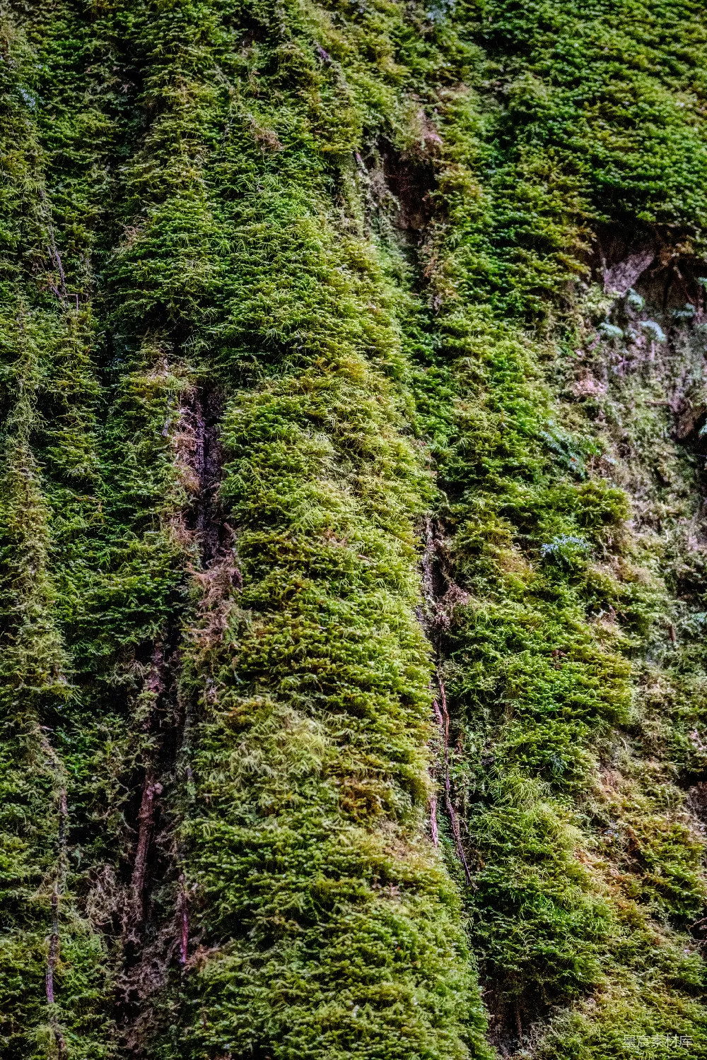 高清摄影 自然 一株高大的绿色植物生长在建筑物的一侧