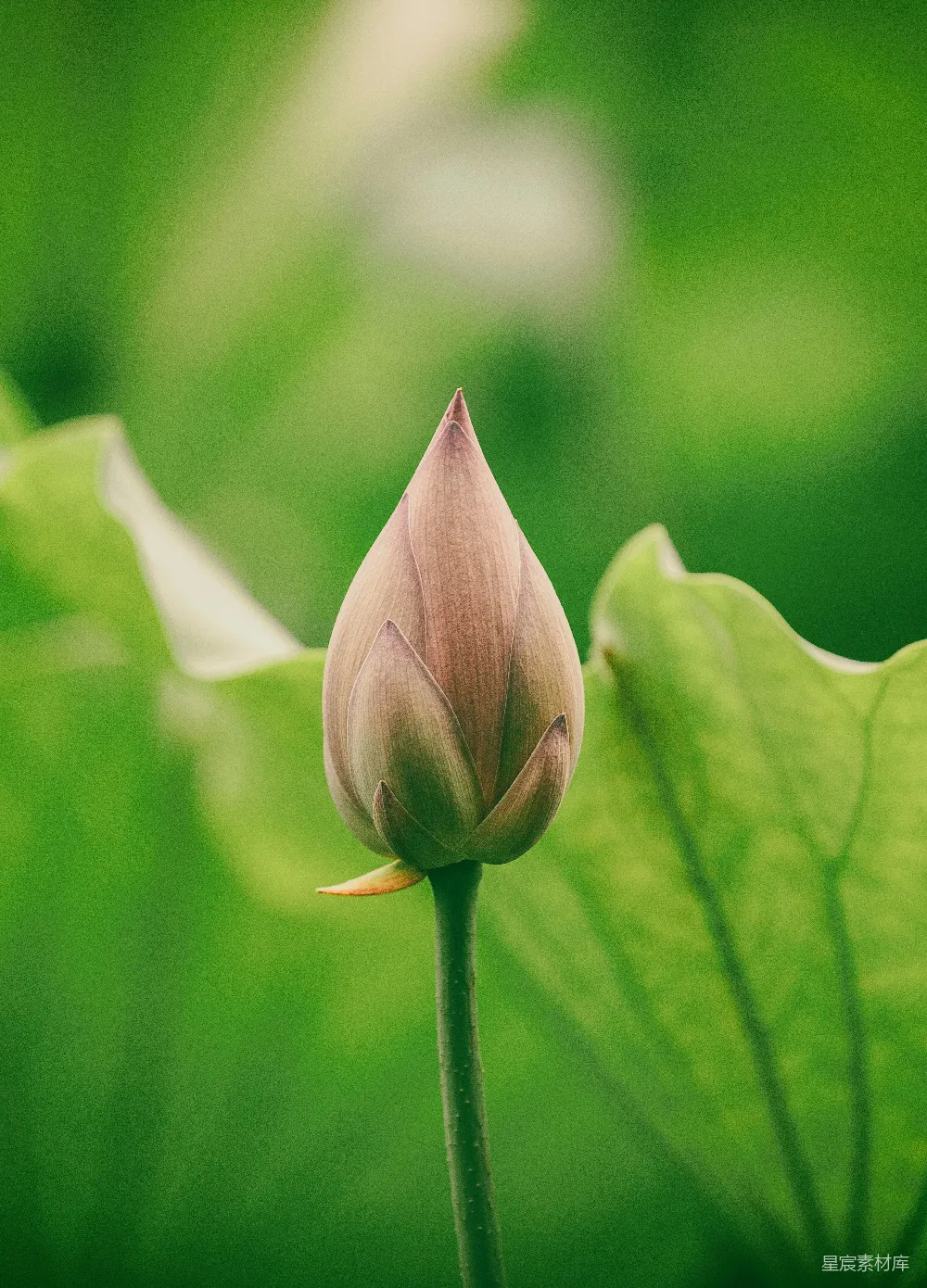 高清摄影  粉红色的花蕾在微移镜头中呈现