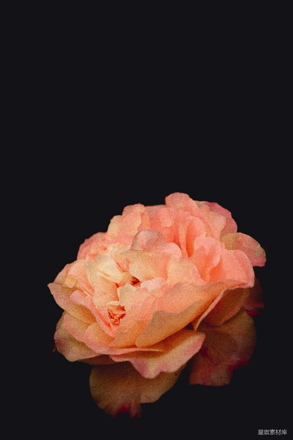 高清摄影  粉红色的花