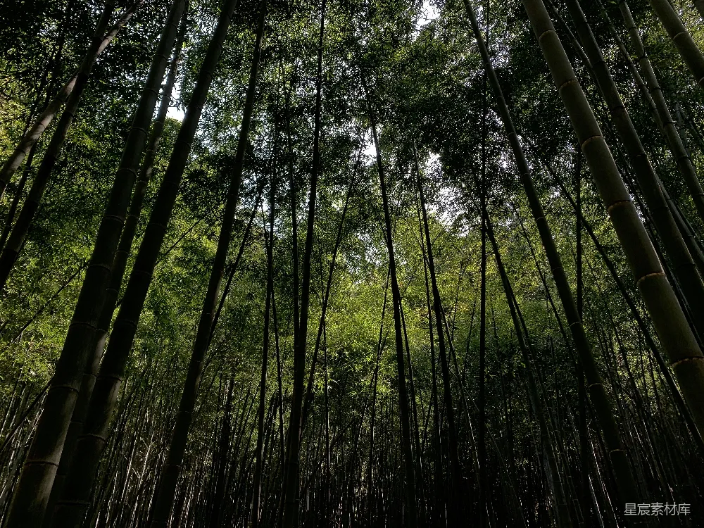 高清摄影  日间低角度拍摄绿色树木