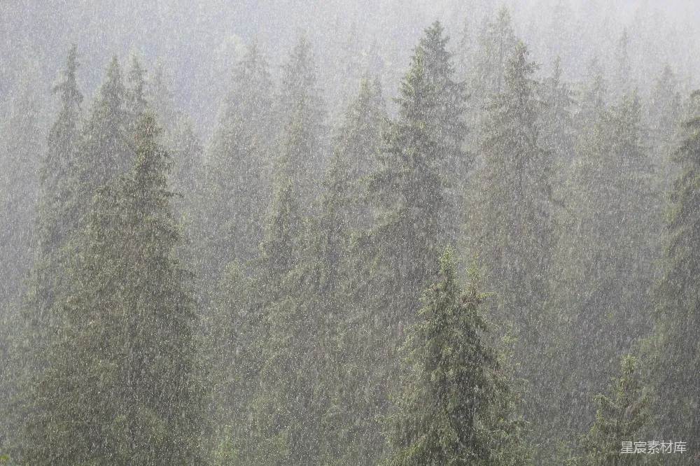 高清摄影 自然风光 雨景 森林 户外 天气 暴雨中的森林