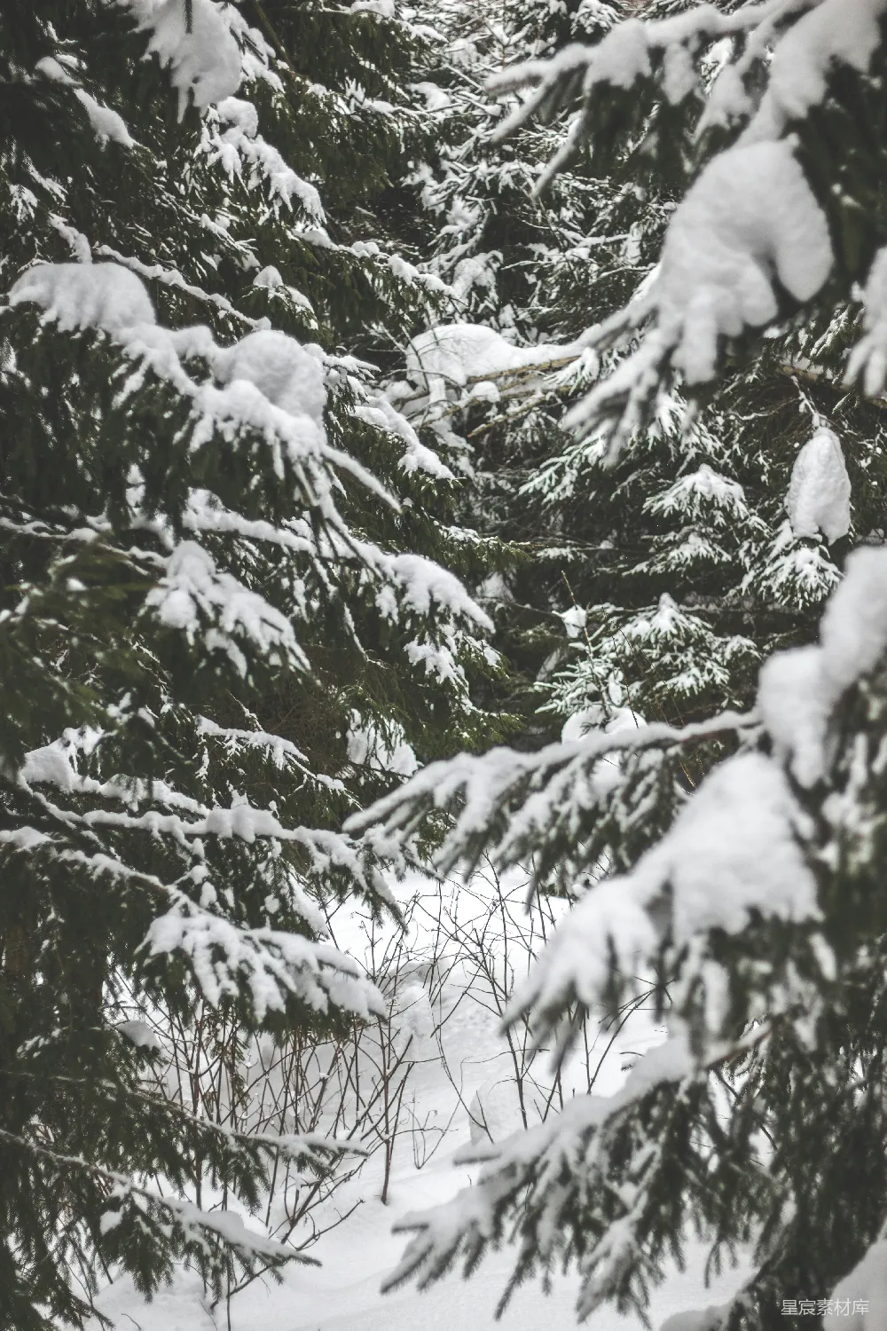 高清摄影 冬季 自然 森林 雪景 宁静 雪中的松树林