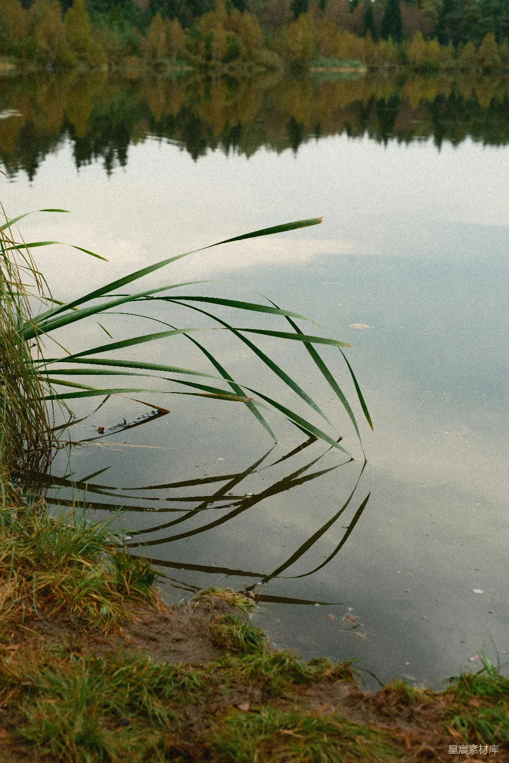 高清摄影 自然 宁静 倒影 芦苇 湖景 湖畔芦苇的倒影