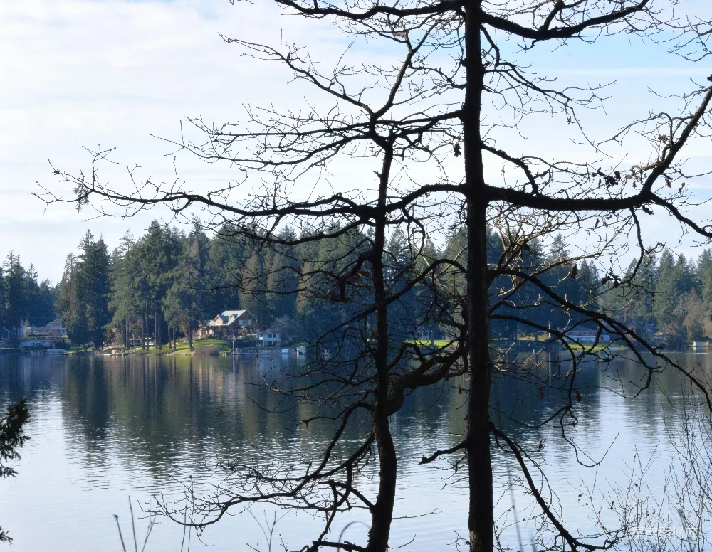 高清摄影 湖景 冬季 自然风光 宁静 乡村 冬日湖畔的宁静景致