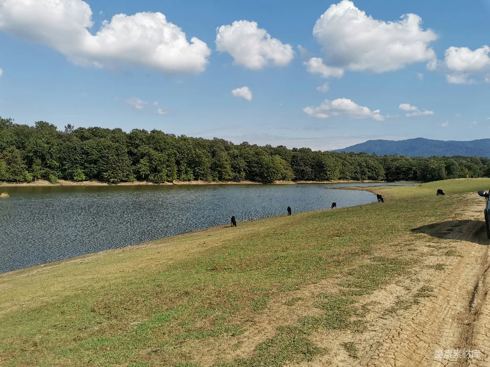 高清摄影 自然风光 田园风光 宁静 湖泊 乡村 湖畔悠闲的牛群