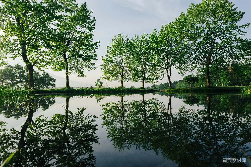高清摄影 自然 宁静 风景 湖泊 树木 静谧的湖畔森林