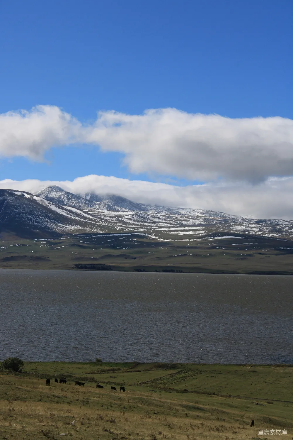 高清摄影 湖畔 山景 宁静 自然 田园 湖畔山景与牛群