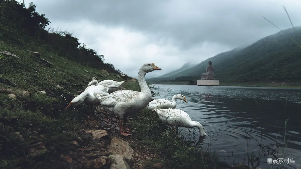 高清摄影 自然 宁静 乡村 动物 风景 湖畔的鹅群与佛像