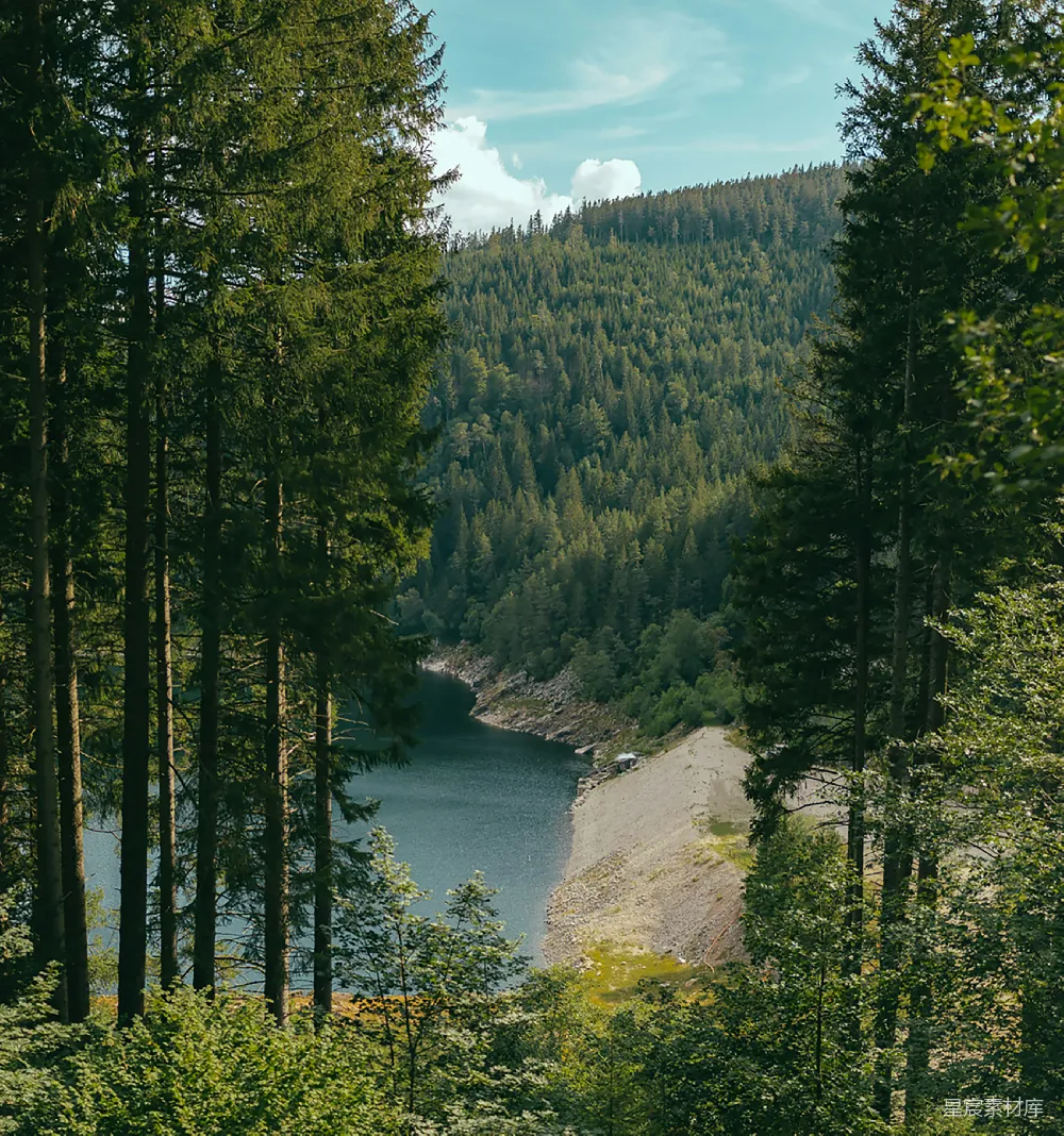 高清摄影 森林 湖泊 自然 宁静 风景 森林中的宁静湖景