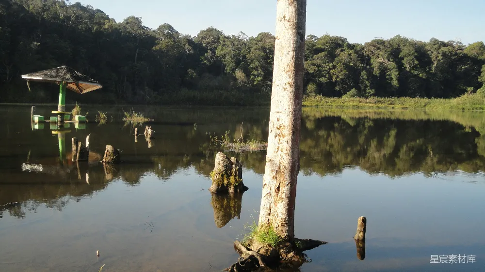 高清摄影 自然 湖畔 宁静 树木 森林 宁静湖畔的自然景观