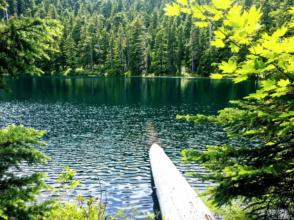 高清摄影 自然风光 湖畔景色 宁静 森林 夏日 静谧湖畔的自然美景