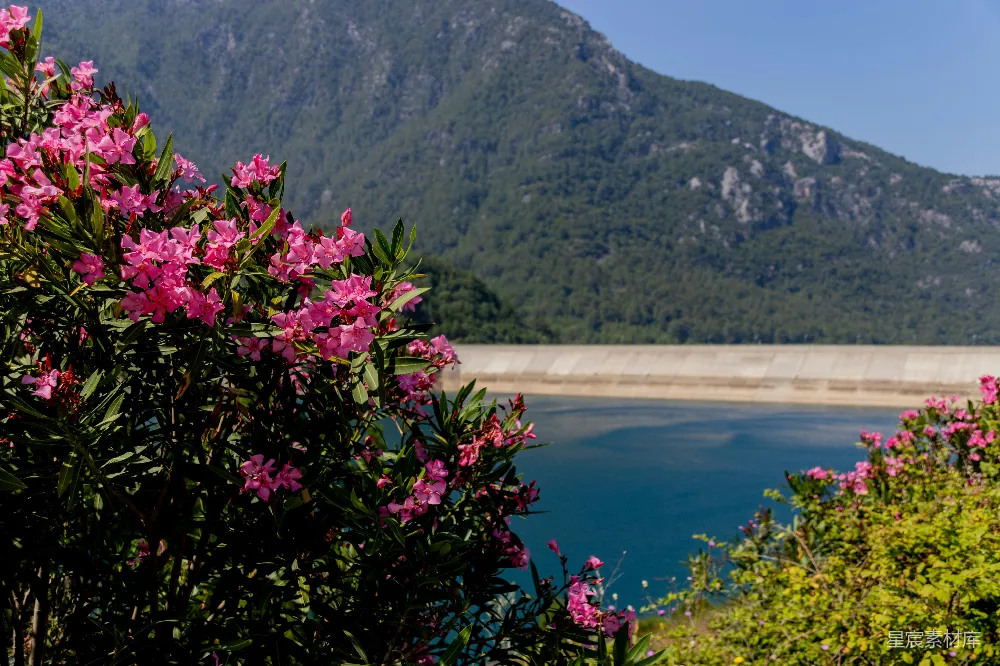 高清摄影 自然风光 粉色花朵 山景 湖畔 宁静 粉花与山湖的静谧风景