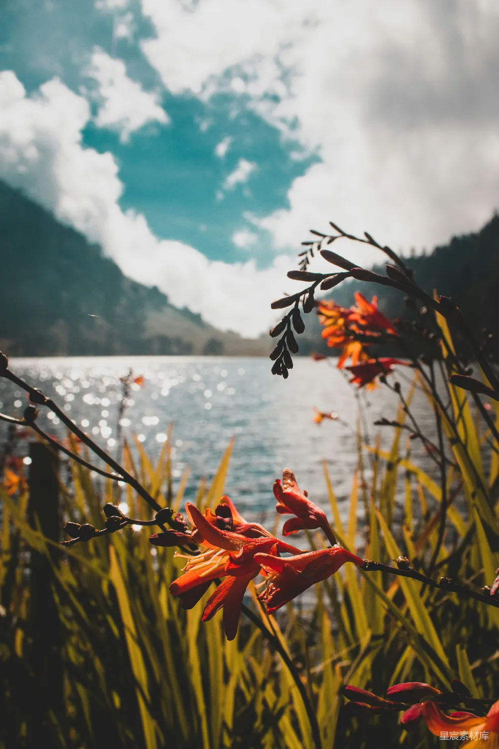 高清摄影 自然 湖景 花卉 宁静 风景 湖畔的红花与蓝天
