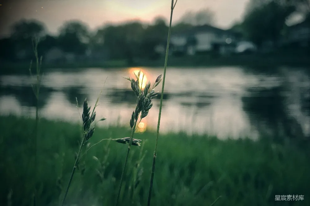 高清摄影 自然 夕阳 草地 宁静 风景 夕阳下的草地