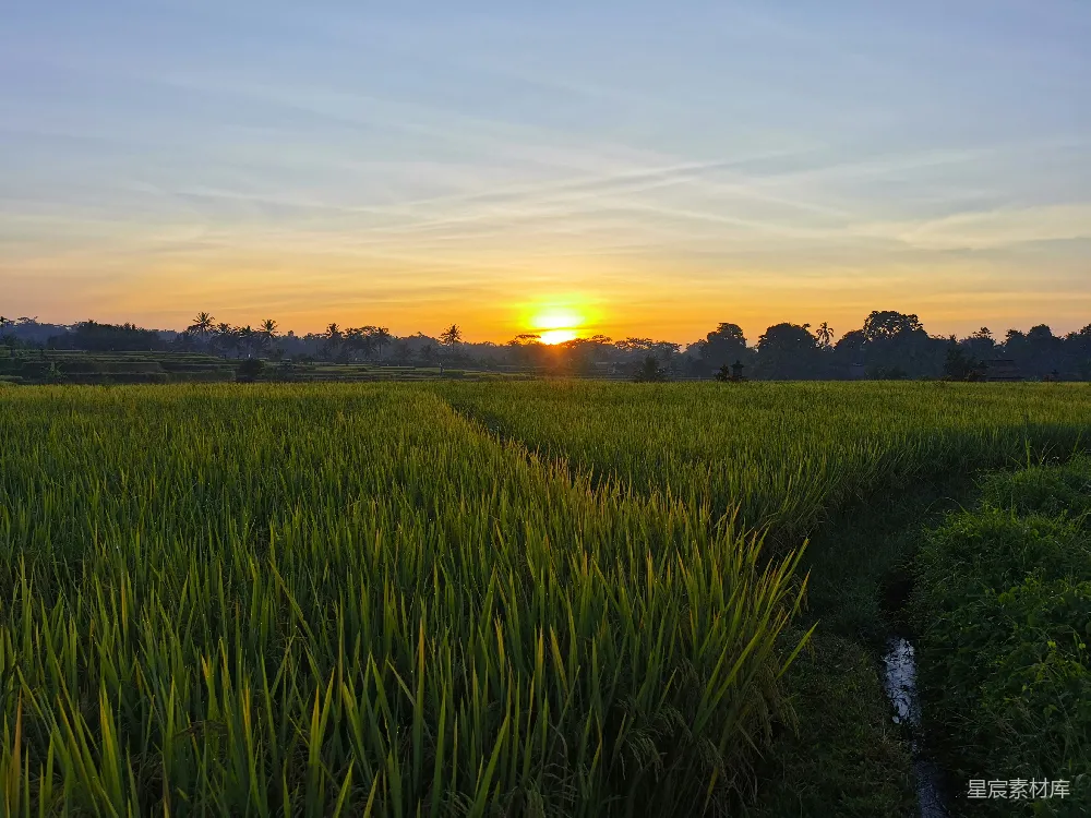 高清摄影 日落 稻田 自然 宁静 乡村 夕阳下的稻田