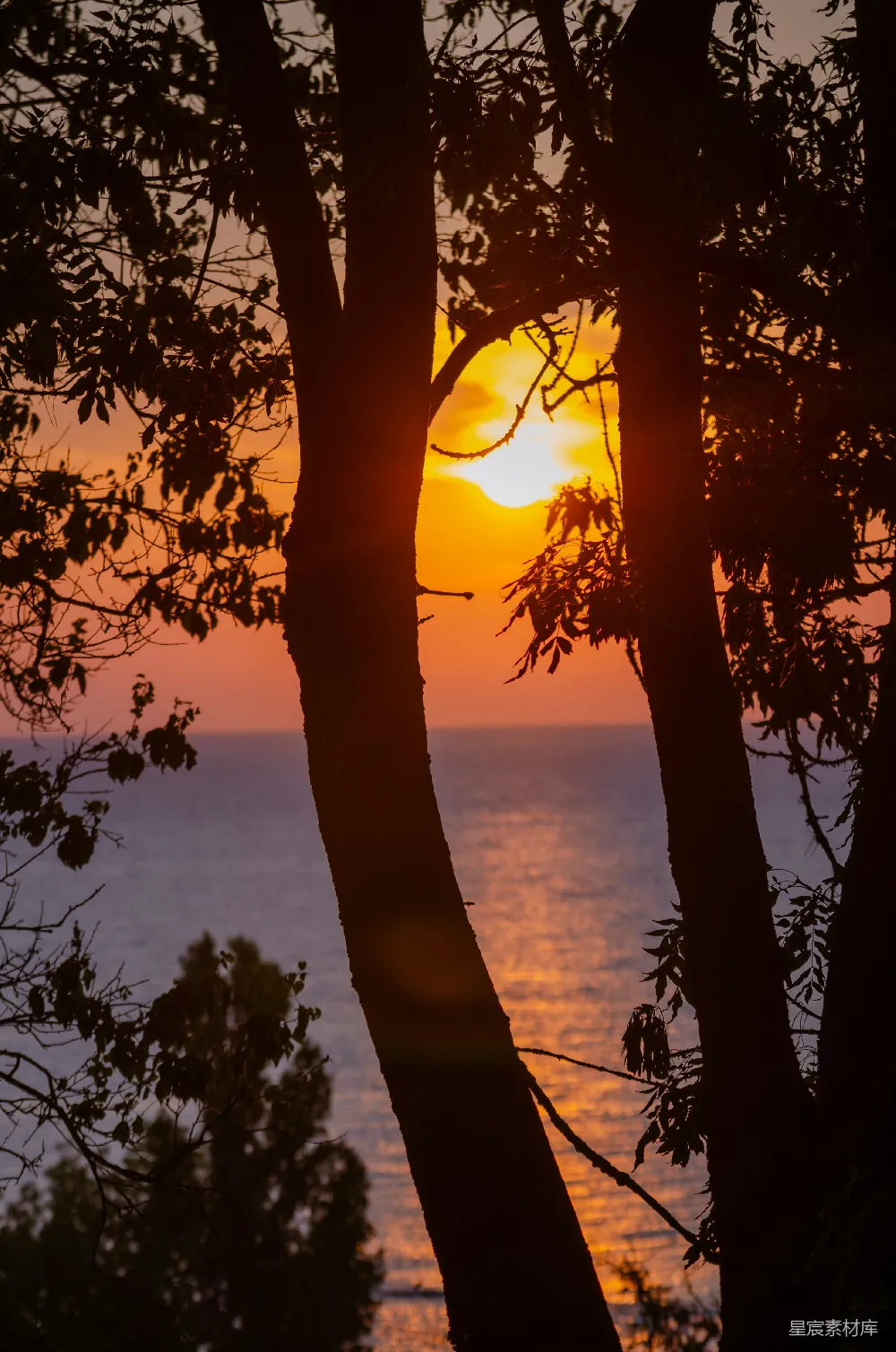 高清摄影 夕阳 树影 海景 自然风光 宁静 夕阳下的树影与海